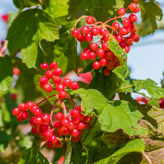 Quart - Viburnum trilobum Red Wing