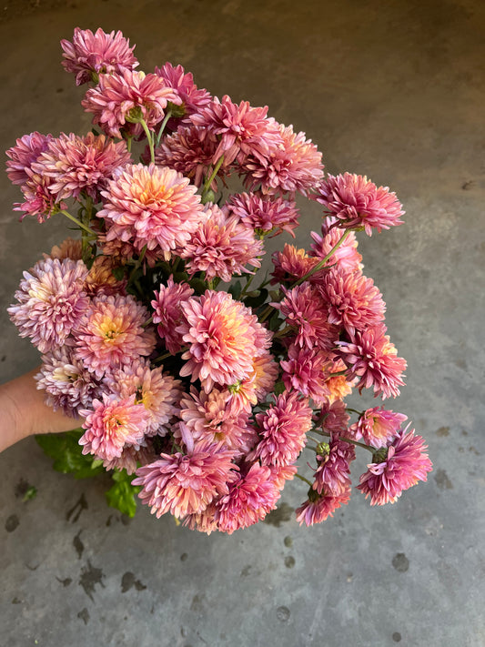 RC- Chrysanthemum 'Royal Glamour' (4 pack)