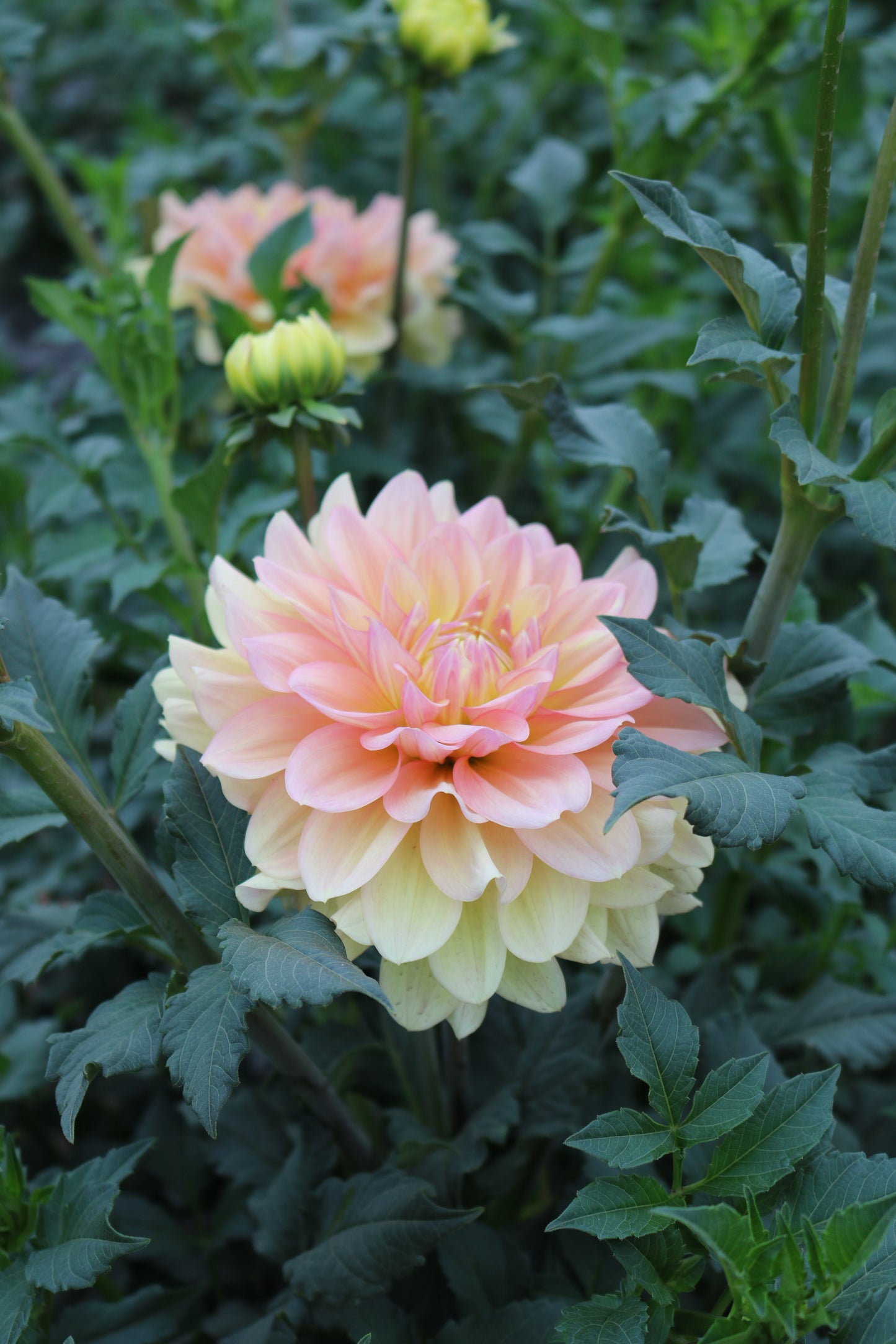 RC- Dahlia 'Wyns New Pastel'