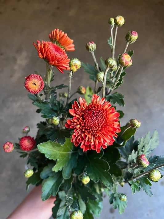 URC Bulk - Chrysanthemum 'Kelvin Mandarin' (50 ct)