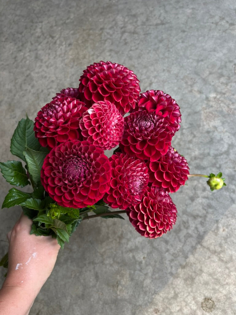 RC- Dahlia 'Cornel'  (4 pack)