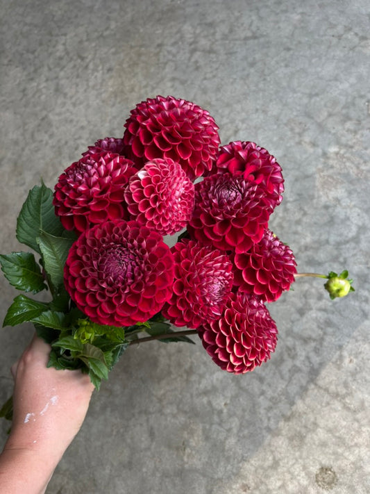 RC- Dahlia 'Cornel'  (4 pack)