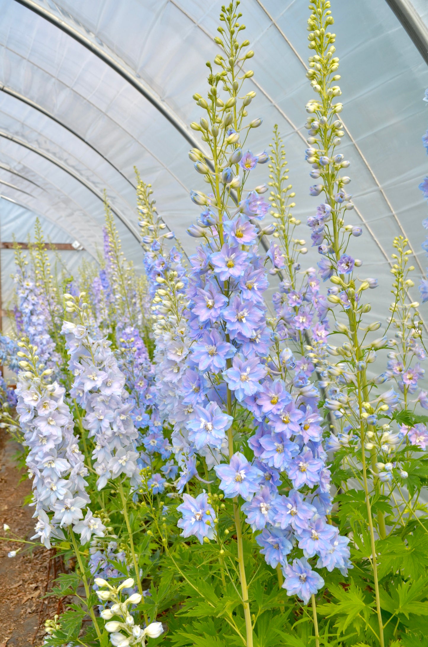Delphinium 'Guardian Lavender'