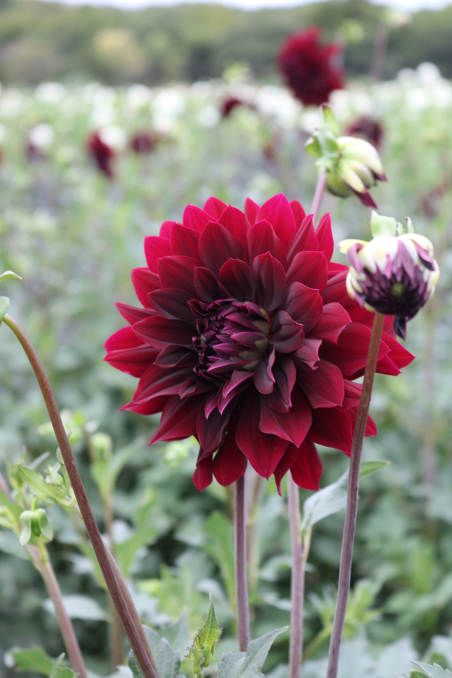 RC- Dahlia 'Rip City'  (4 pack)