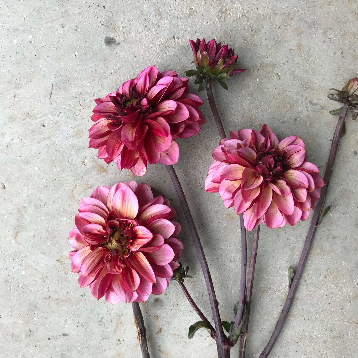 RC- Dahlia 'Seniors Hope'  (4 pack)