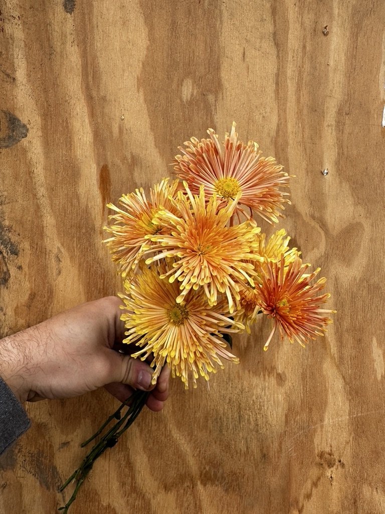 RC- Heirloom Chrysanthemum 'Peach Centerpiece"