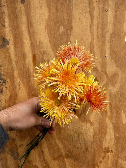 RC- Heirloom Chrysanthemum 'Peach Centerpiece"