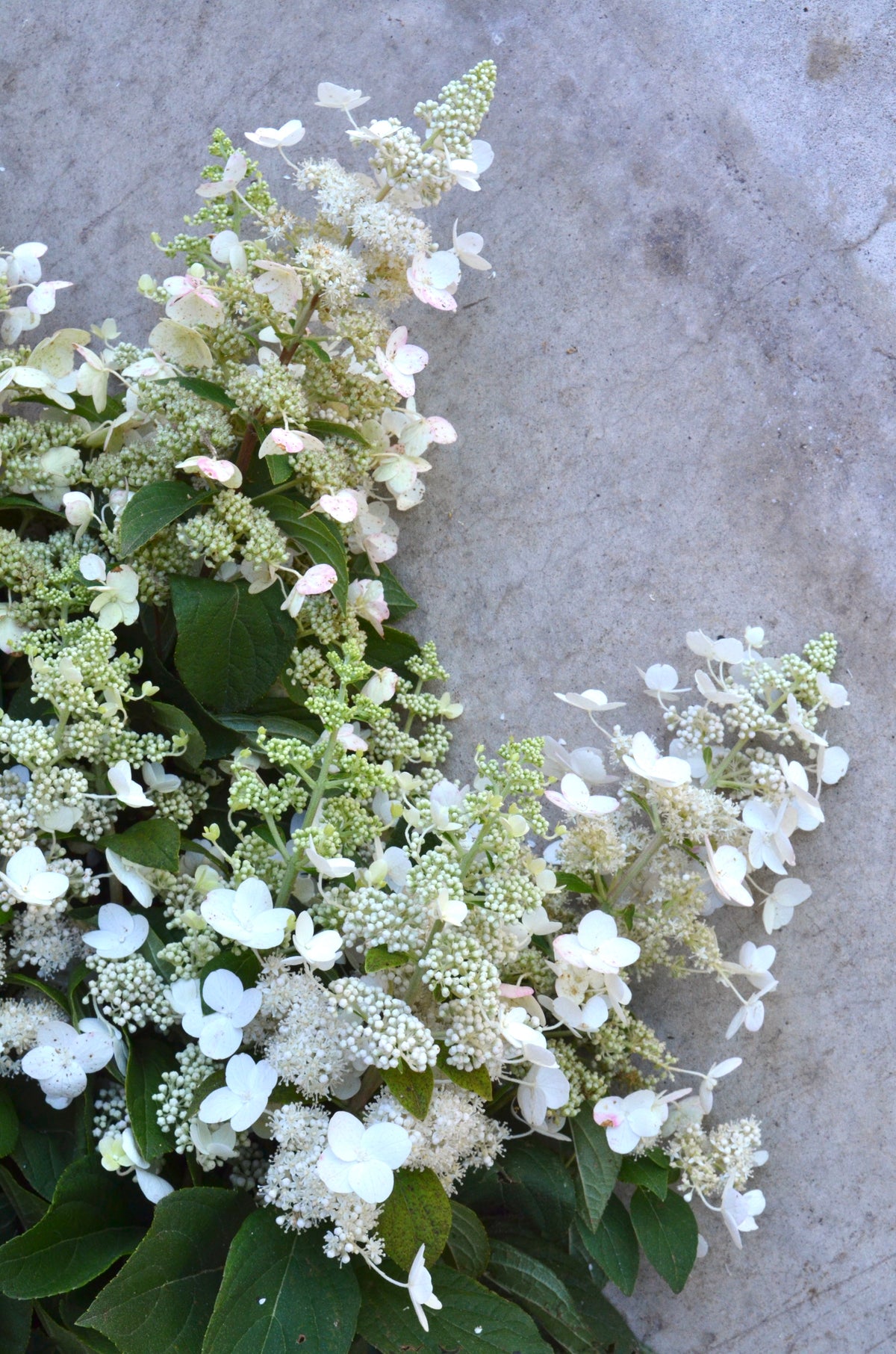 Bare Root - Hydrangea paniculata 'Tardiva' (10 ct)