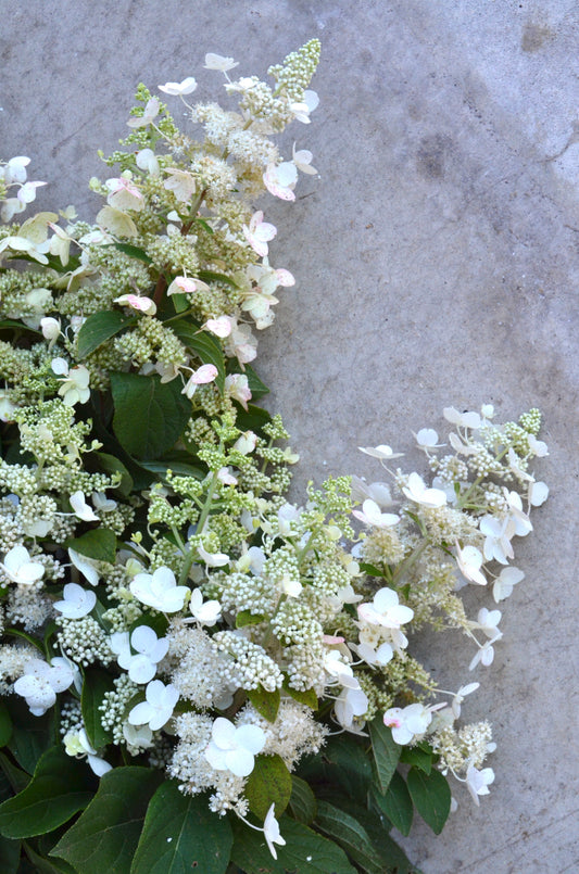 Bare Root - Hydrangea paniculata 'Tardiva' (10 ct)