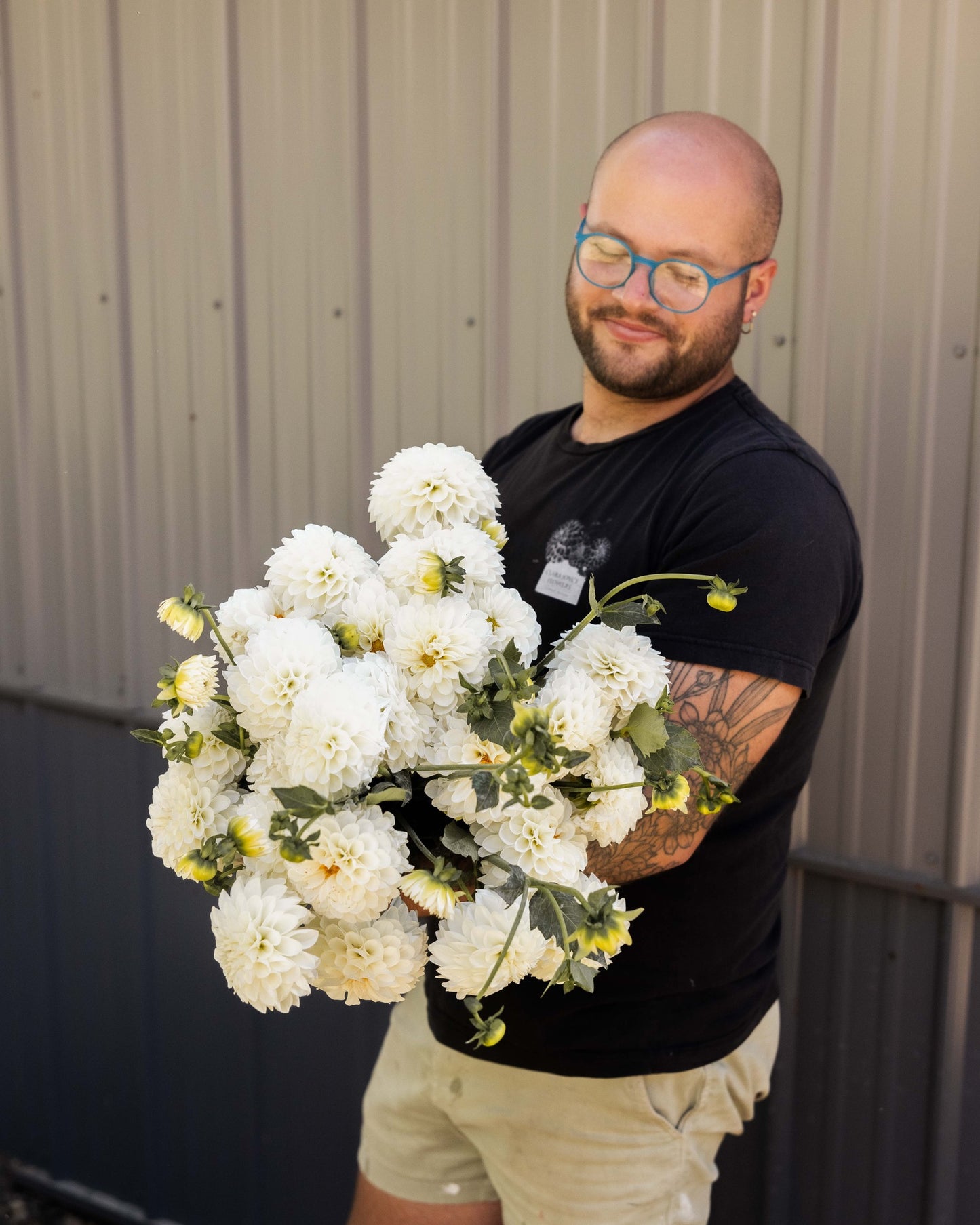 Dahlia Tuber 'Boom Boom White'