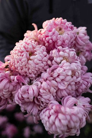 RC- Heirloom Chrysanthemum 'Jefferson Park'