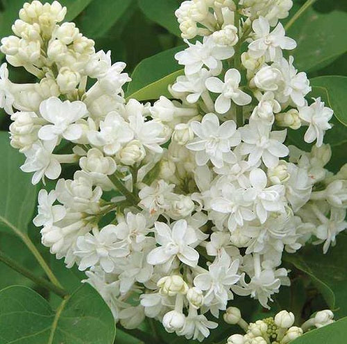 Quart - Syringa vulgaris 'Fiala Remembrance'