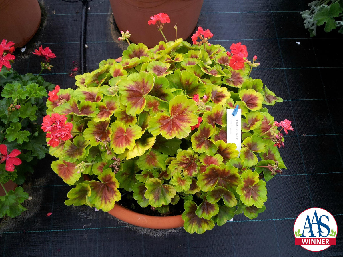 URC - Geranium 'Brocade Fire' (10 ct)