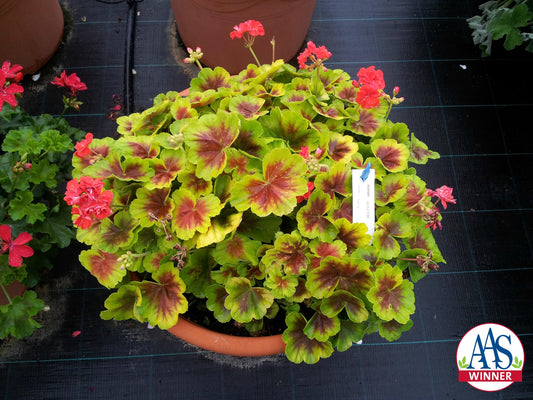 URC - Geranium 'Brocade Fire' (10 ct)