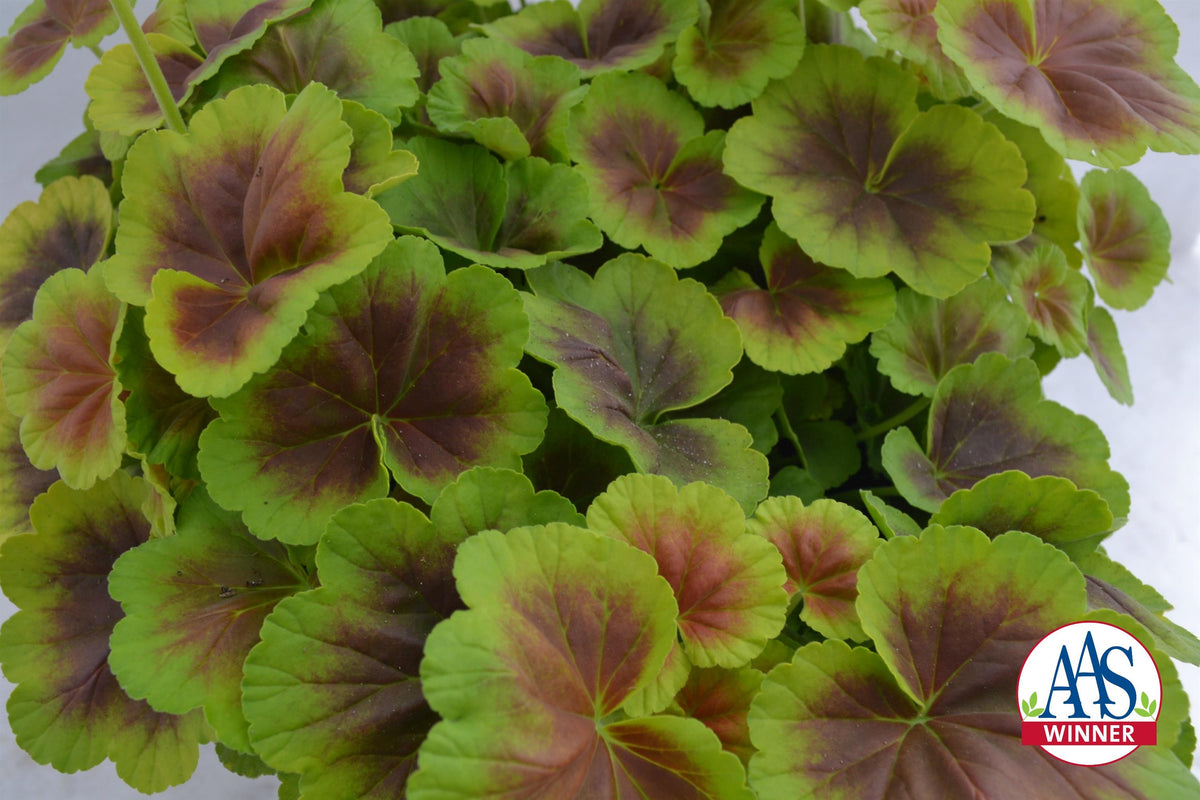 URC - Geranium 'Brocade Fire' (10 ct)