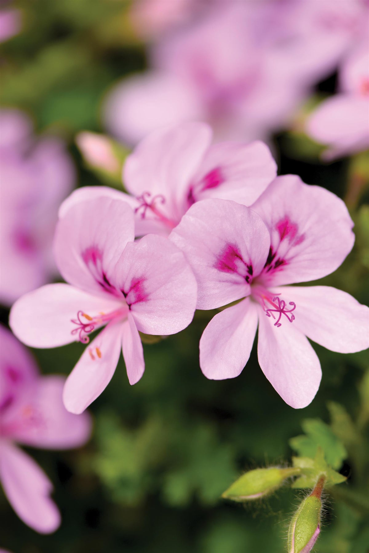 URC - Scented Geranium 'Scented Lemona' (10 ct)