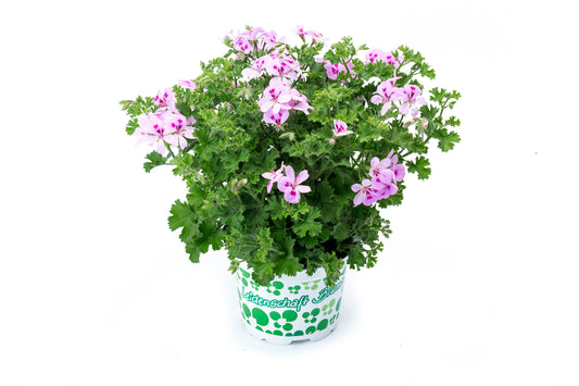 URC - Scented Geranium 'Scented Lemona' (10 ct)
