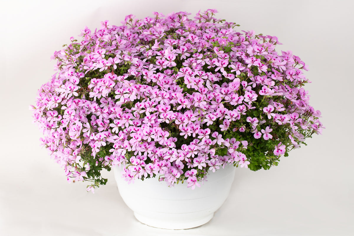 URC - Scented Geranium 'Scented Lemona' (10 ct)
