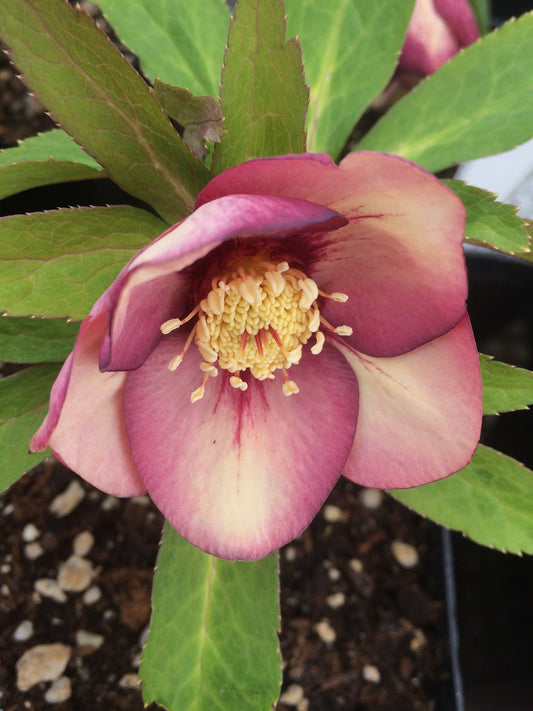 Helleborus Winter Jewels 'Apricot Blush'