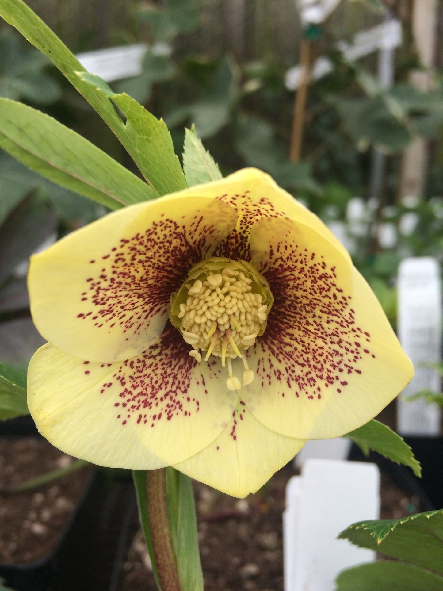 Helleborus Winter Jewels 'Golden Sunrise'