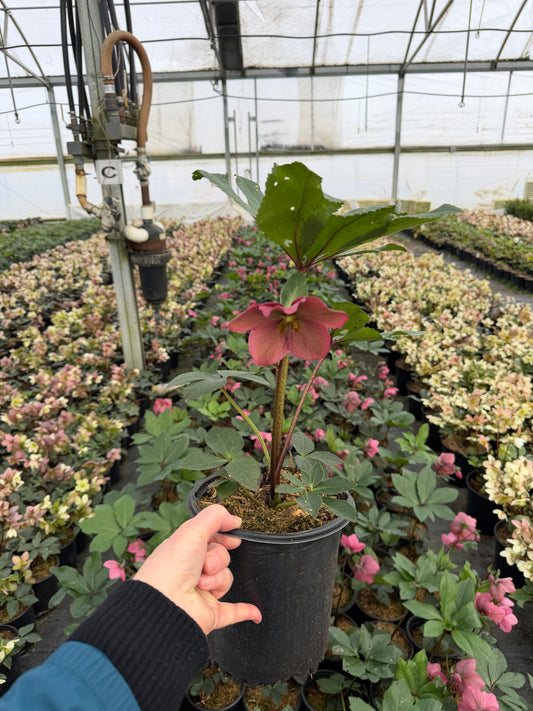 Quart - Helleborus 'Strawberry Moon'