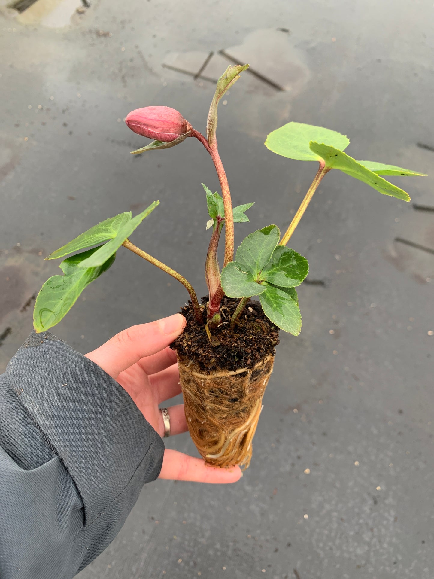 Helleborus hybrid 'Strawberry Moon'