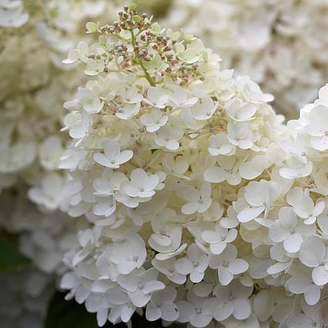 Hydrangea paniculata 'Grandiflora', lot of 3