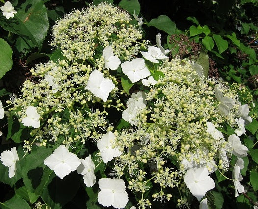 Hydrangea anomala petiolaris (Climbing Hydrangea)