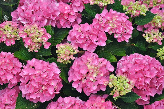 Quart - Hydrangea macrophylla 'Forever Pink'