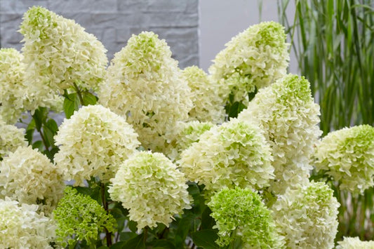 Quart Shrub - Hydrangea paniculata 'Skyfall'