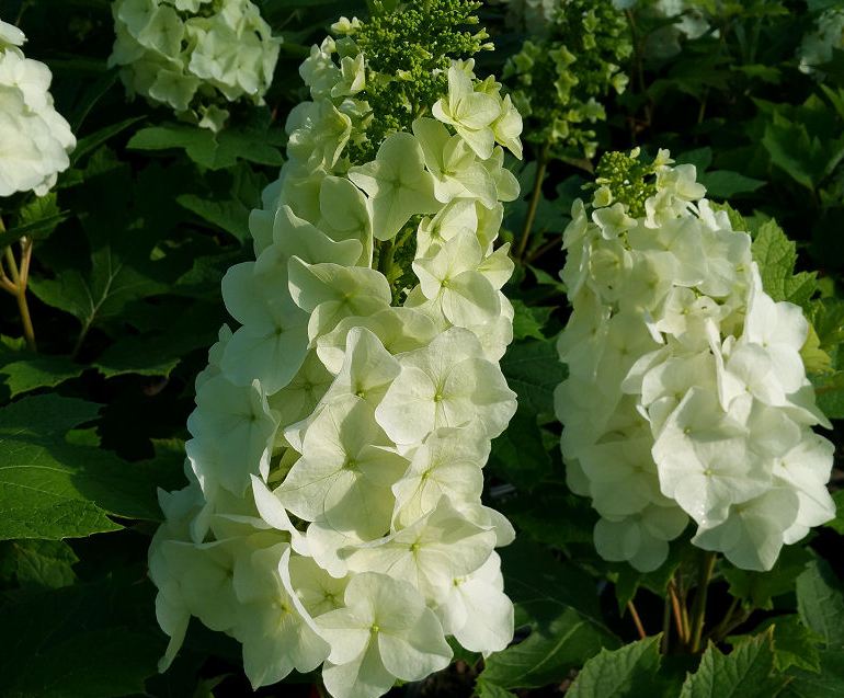 Quart Shrub - Hydrangea quercifolia 'Queen of Hearts'