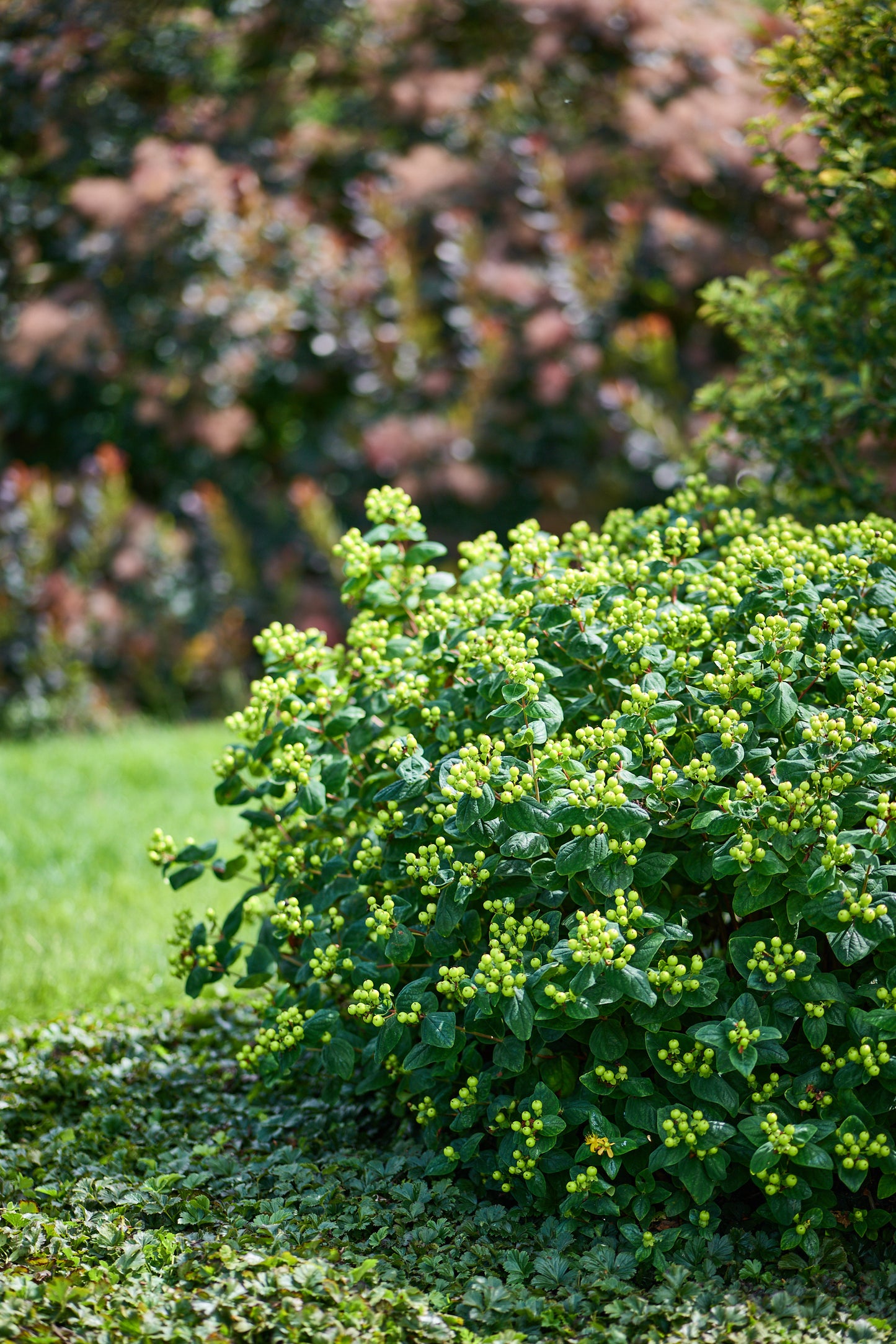 Hypericum inodorum 'Magical Green Revival'