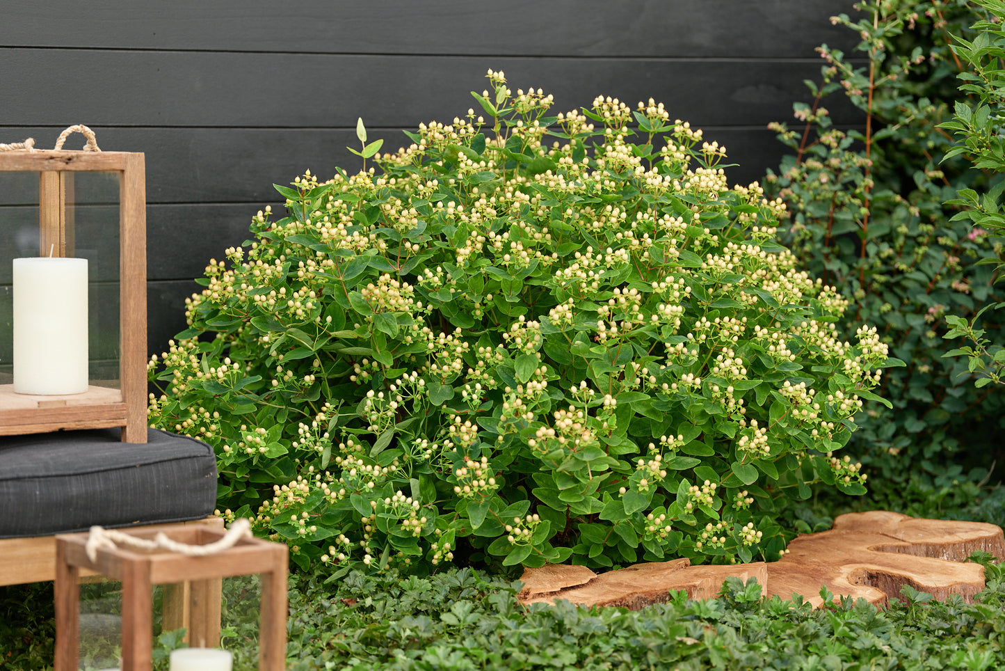 Hypericum inodorum 'Magical Sunshine'