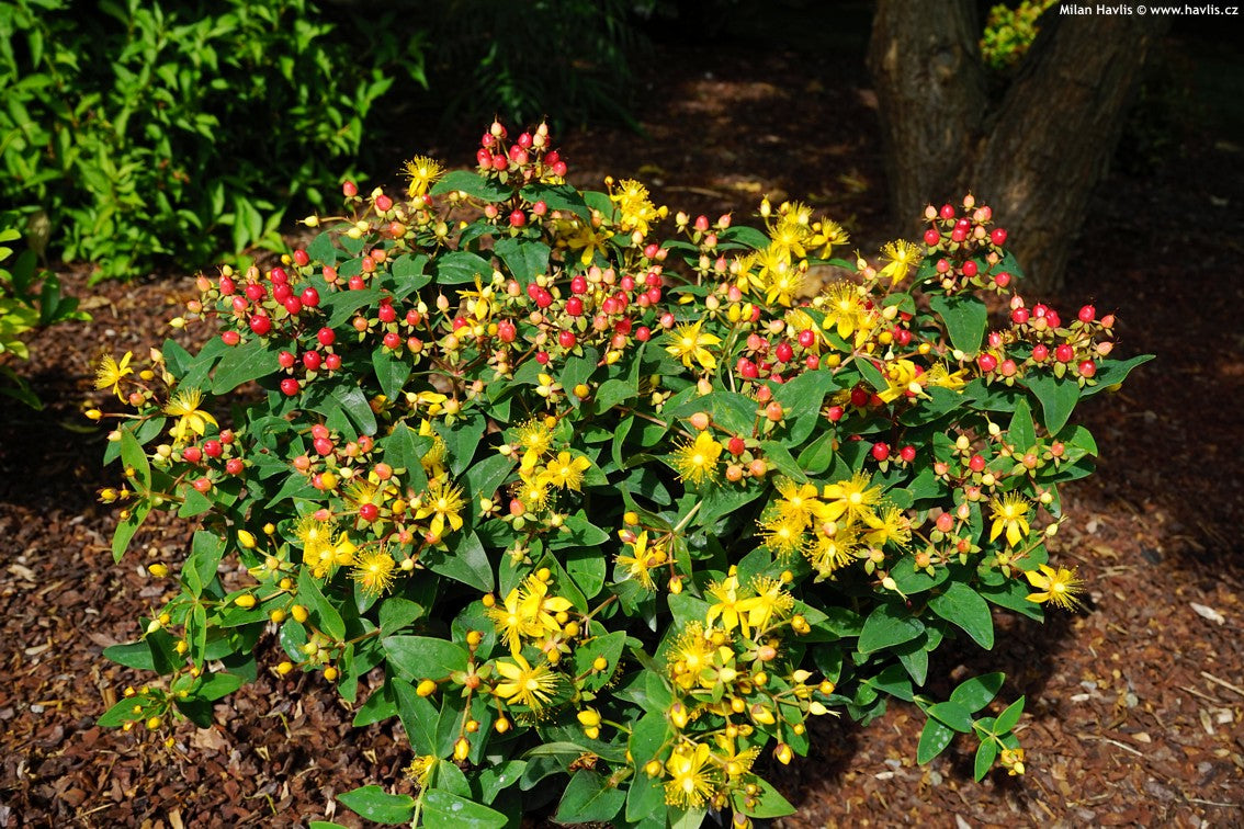Hypericum hybrid 'Magic Marbles Red'