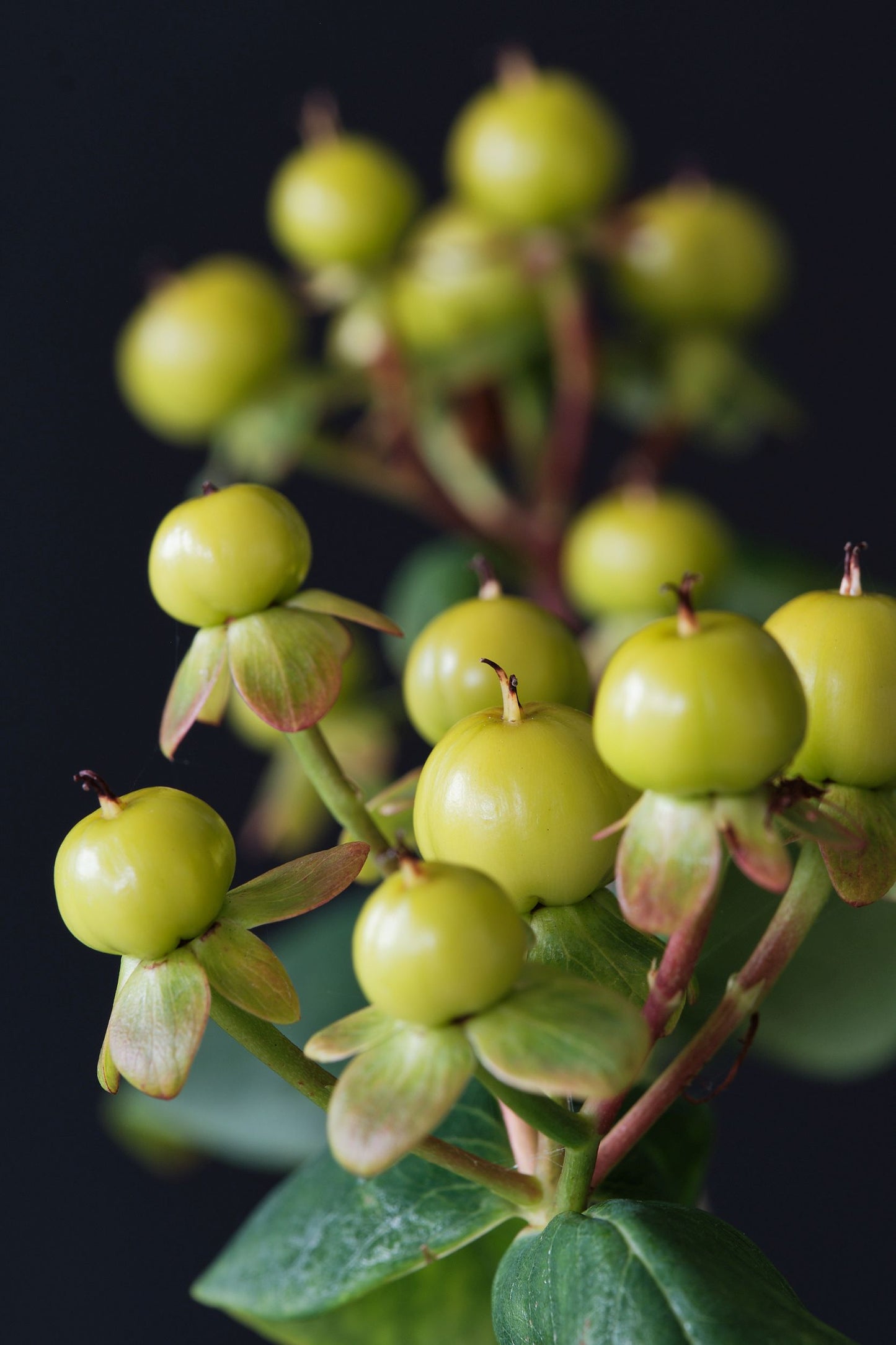 Hypericum inodorum 'Magical Green Revival'