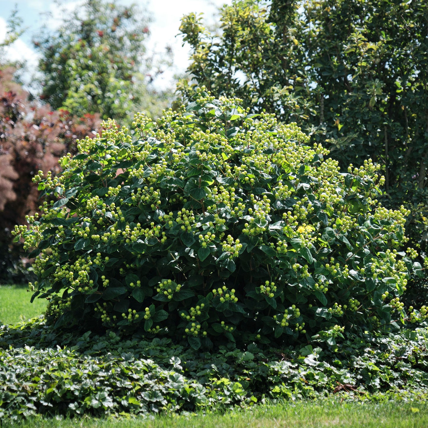 Hypericum inodorum 'Magical Green Revival'