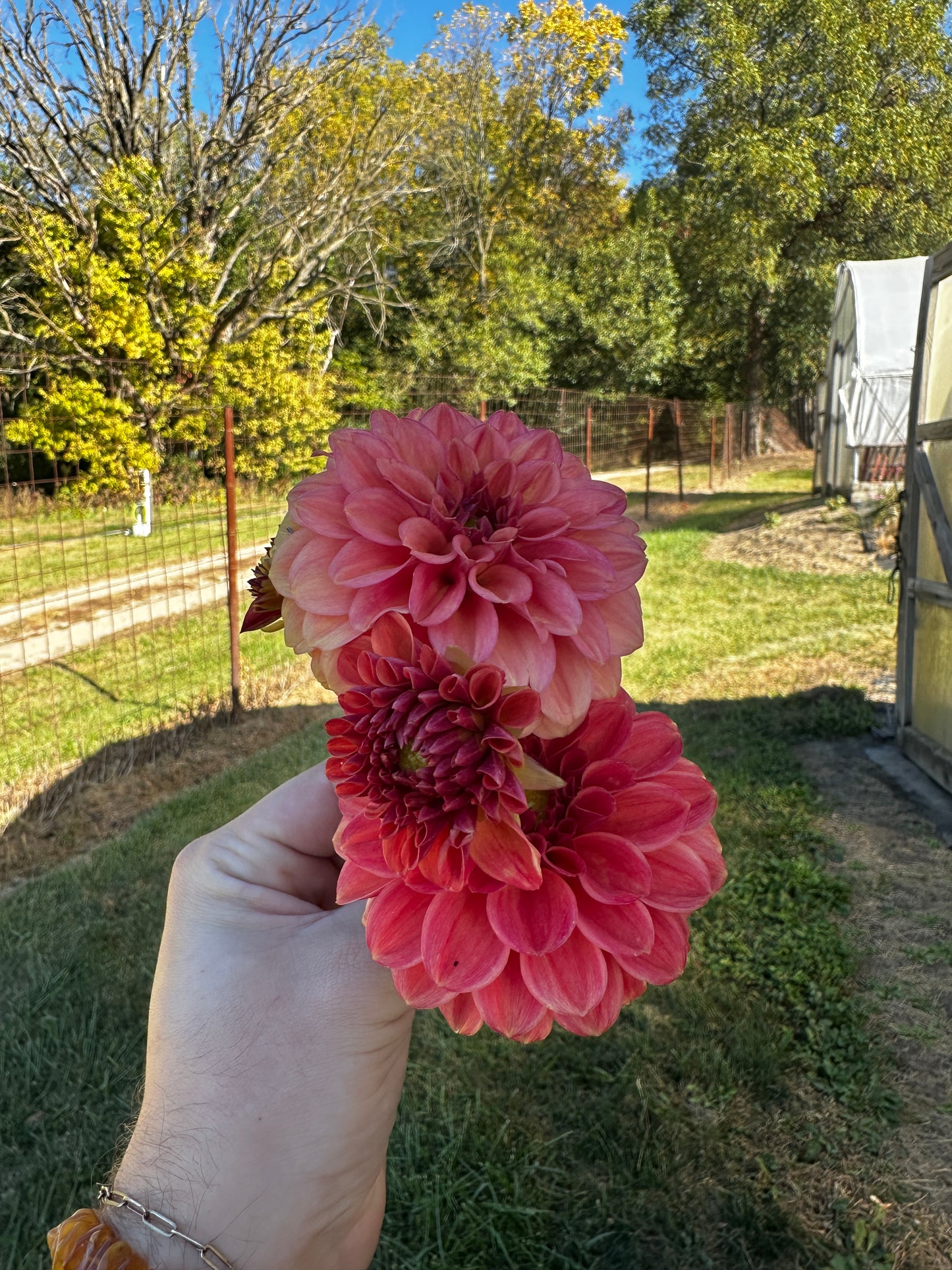 RC- Dahlia 'Iced Tea'  (4 pack)