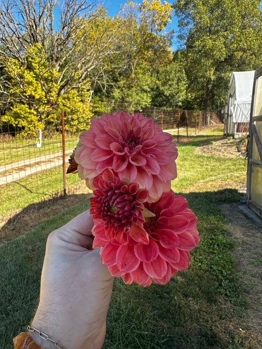 RC- Dahlia 'Iced Tea'