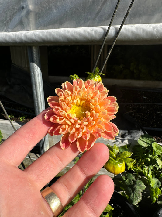 RC- Dahlia 'Crichton Honey'