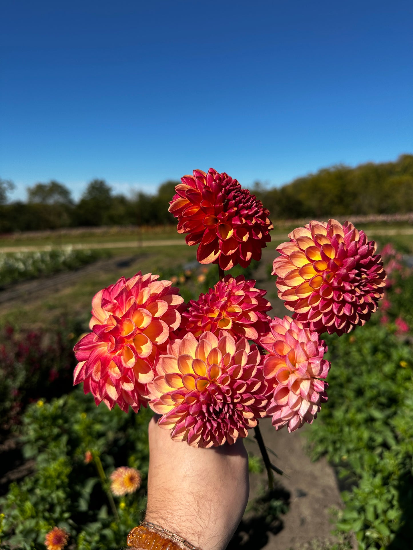 RC- Dahlia 'CJF September Sunrise™'