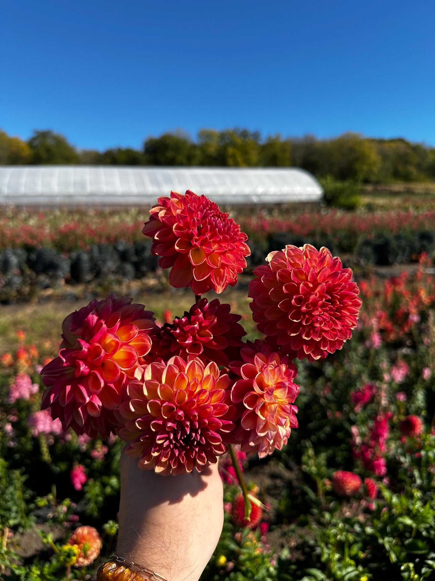 RC- Dahlia 'CJF September Sunrise™'