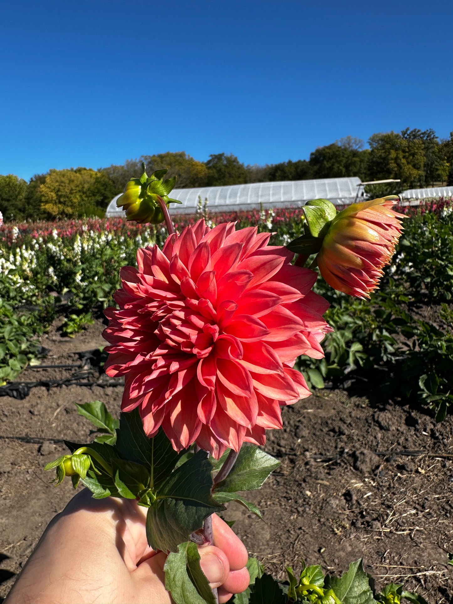 RC- Dahlia 'Country Rose'