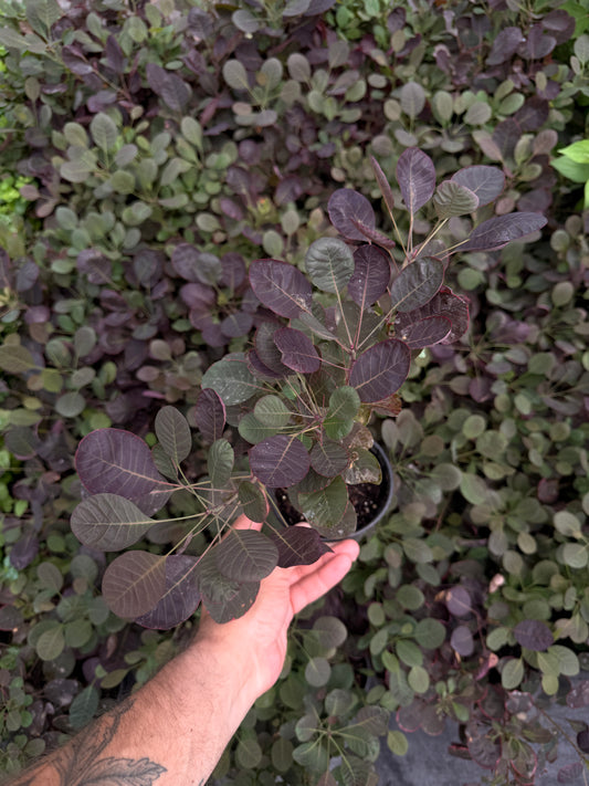 Quart Shrub - Cotinus coggyria 'Lilla'