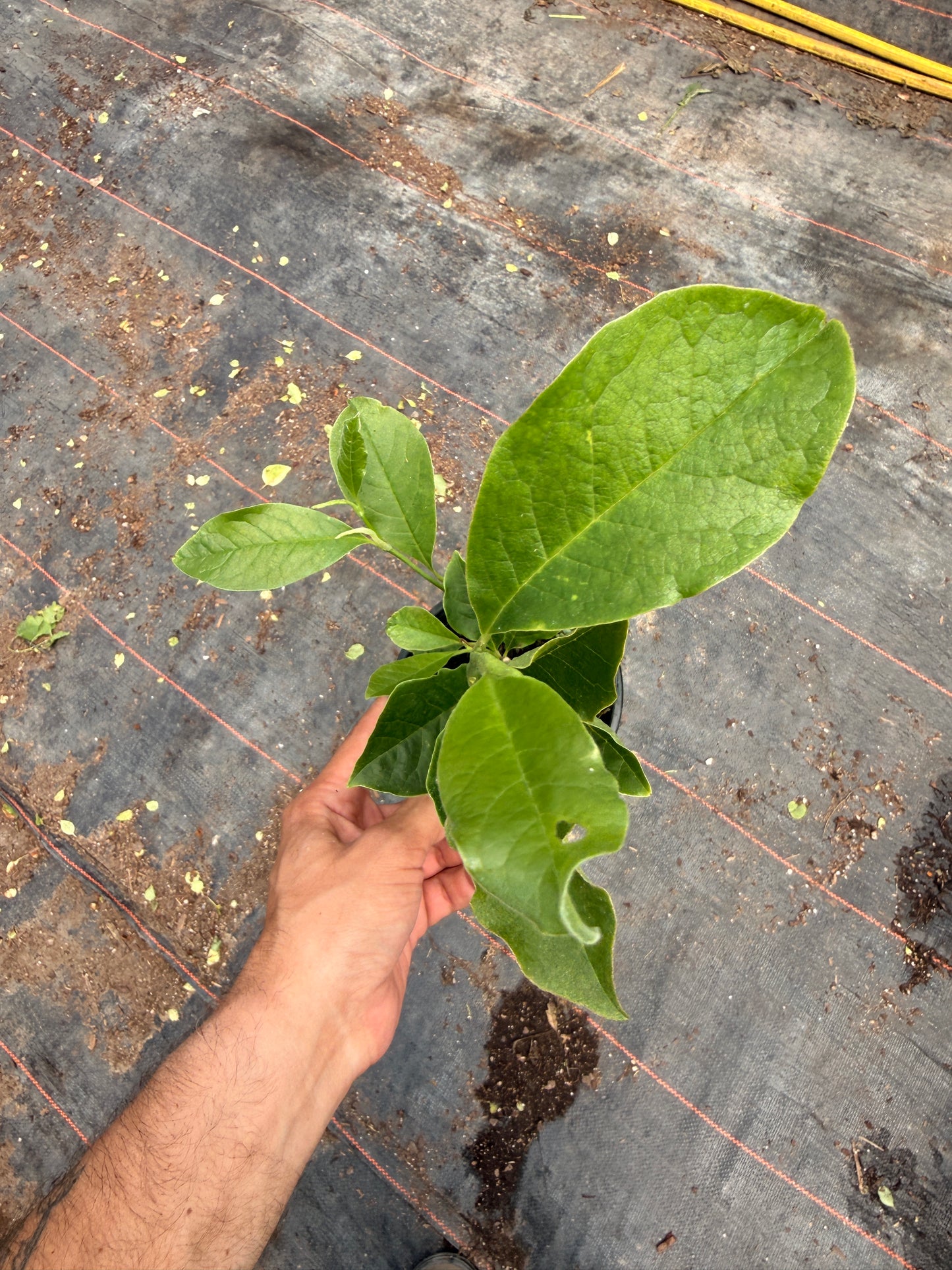 Quart Shrub - Magnolia hybrid 'George Henry Kern'
