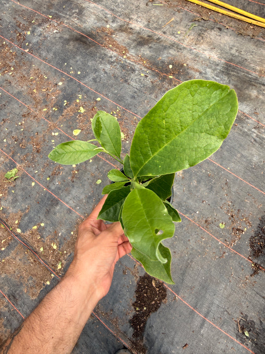Quart Shrub - Magnolia hybrid 'George Henry Kern'