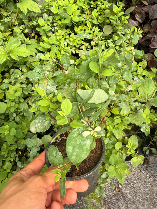Quart Shrub - Symphoricarpos hybrid 'Magical Ruby Giant'