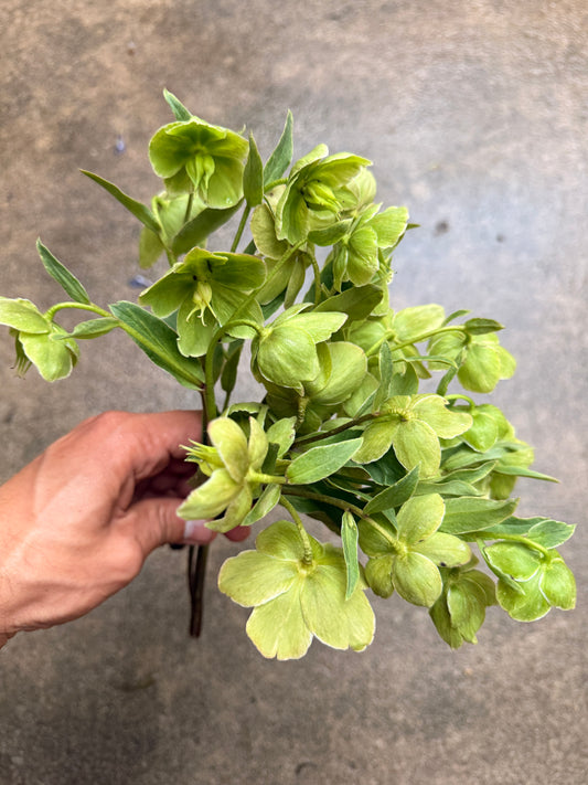 Quart - Helleborus 'Winterbells'