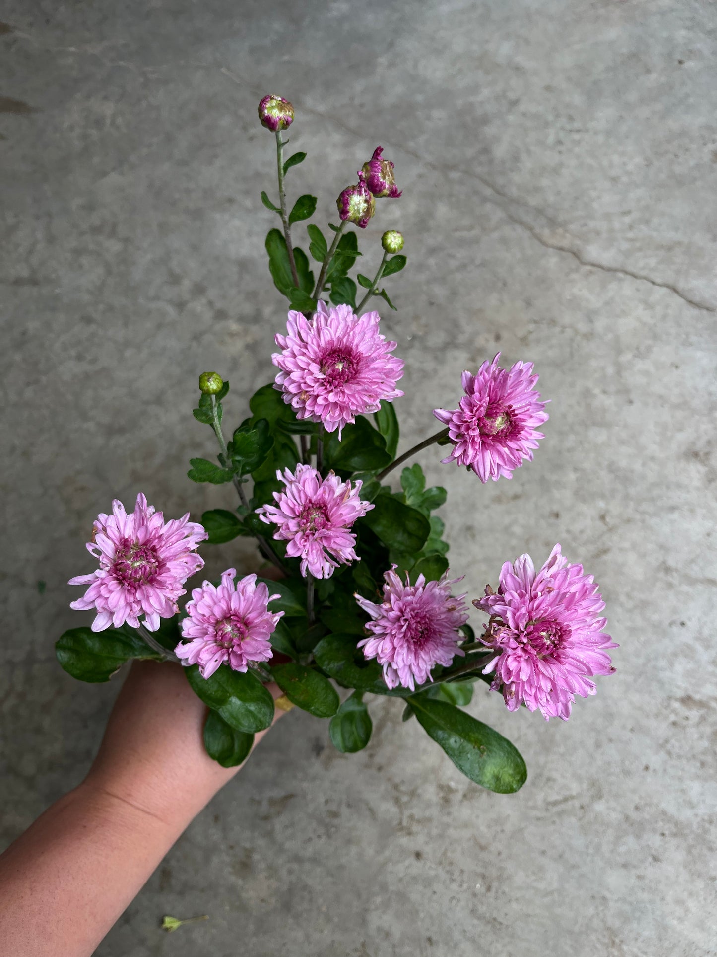 RC- Chrysanthemum 'Lav Love' (4 pack)