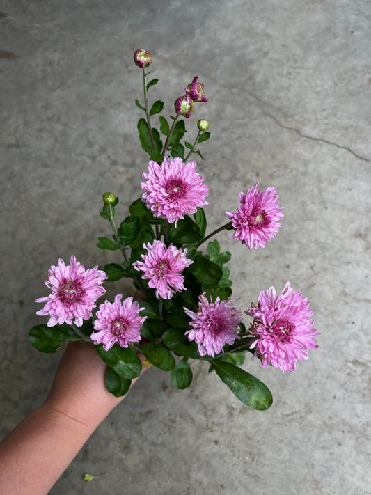RC- Chrysanthemum 'Lav Love' (4 pack)