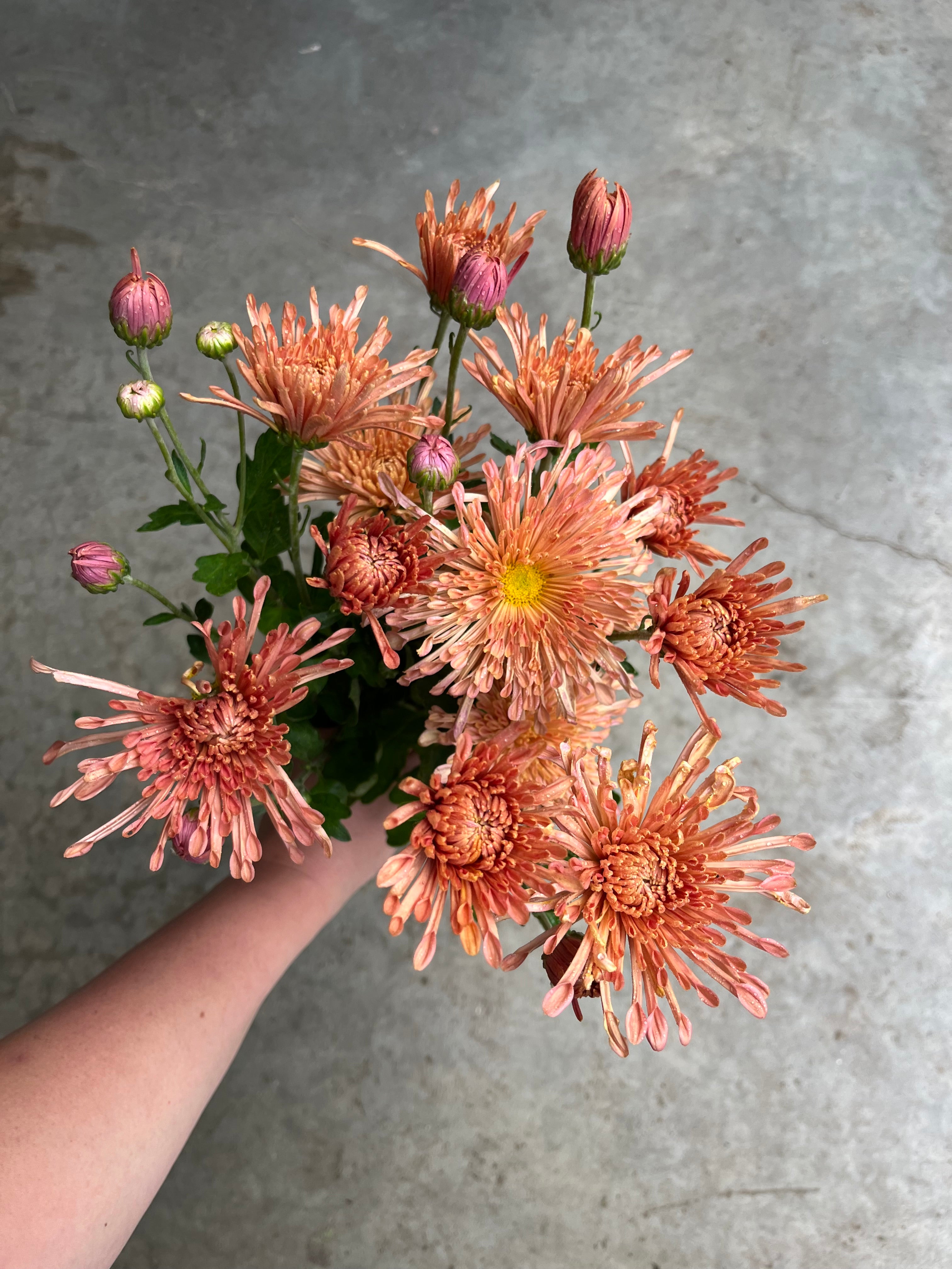 RC- Chrysanthemum 'Peach Centerpiece' (4 pack) – Clara Joyce Flowers